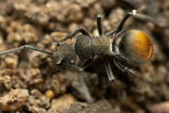 Polyrhachis vermiculosa