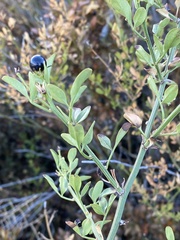 Chrysojasminum fruticans