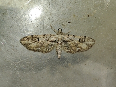Eupithecia weissi