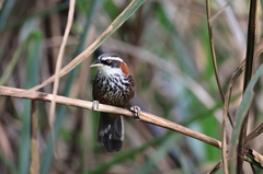 Pomatorhinus musicus