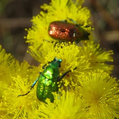 Diphucephala