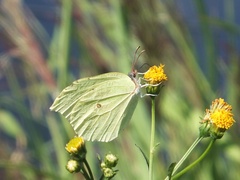 Gonepteryx aspasia