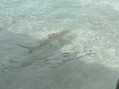 Carcharhinus melanopterus