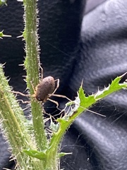 Oligolophus tridens
