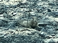 Xerospermophilus tereticaudus