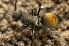 Polyrhachis vermiculosa