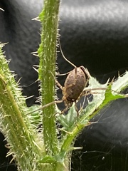 Oligolophus tridens