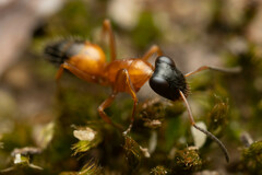 Opisthopsis rufithorax