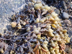 Fucus