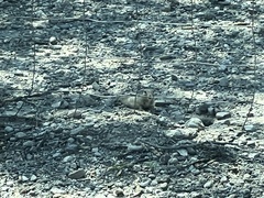 Xerospermophilus tereticaudus