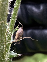 Oligolophus tridens