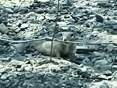 Xerospermophilus tereticaudus