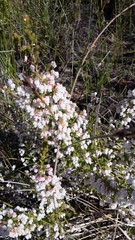 Erica glomiflora