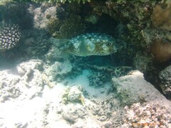 Cyclichthys spilostylus