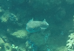 Diodon hystrix
