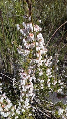 Erica glomiflora