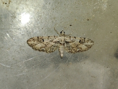 Eupithecia weissi