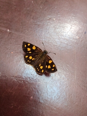 Metisella metis paris
