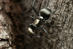 Polyrhachis daemeli