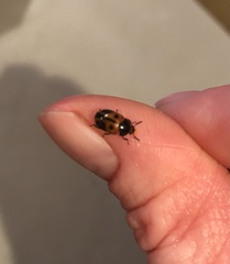 Chrysomela mainensis