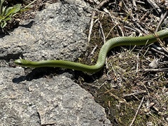 Opheodrys vernalis