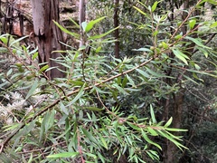 Persoonia