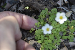 Oxalis