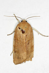 Noctua fimbriata
