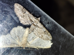 Eupithecia weissi