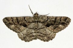 Peribatodes ilicaria