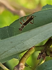 Lemidia subaenea
