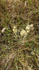 Helichrysum arenarium