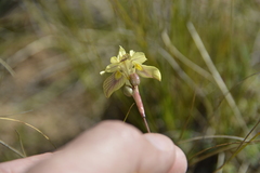 Moraea gawleri