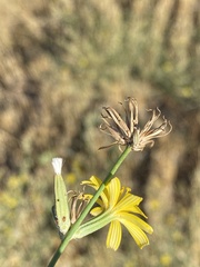 Chondrilla juncea