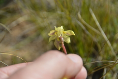 Moraea gawleri