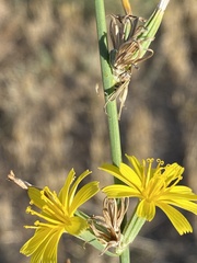 Chondrilla juncea
