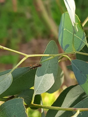 Lemidia subaenea
