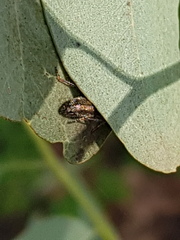 Lemidia subaenea