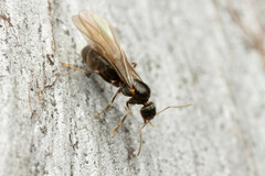 Nylanderia
