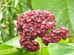 Clerodendrum