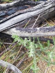 Seriphium cinereum