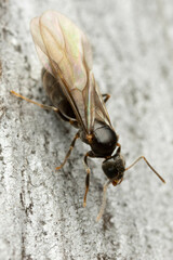Nylanderia