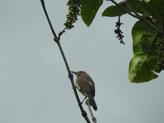 Hypsipetes philippinus