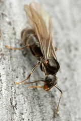 Nylanderia
