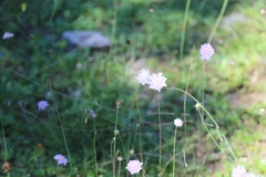 Knautia dipsacifolia