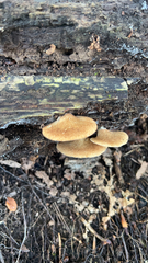 Crepidotus crocophyllus