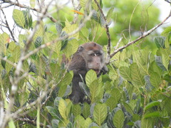 Macaca fascicularis
