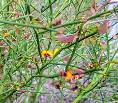 Daviesia triflora
