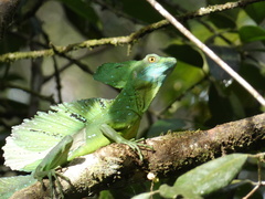 Basiliscus plumifrons