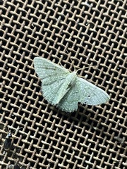 Phaiogramma faustinata